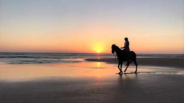 Cheval Essaouira