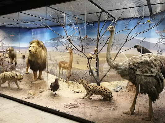 Darwin Museum