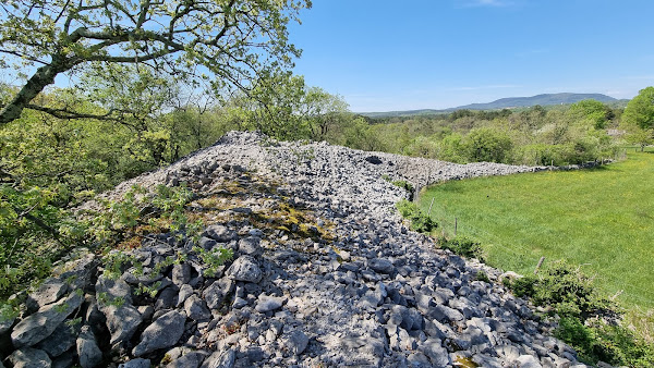 Debela Griža