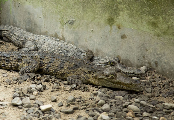 Falmouth Swamp Safari (Swabey's)