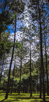 Finca Forestal San Nicolás