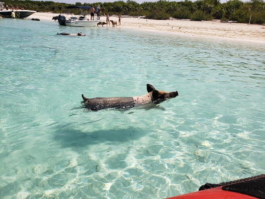 Harbour Safaris
