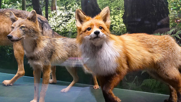 Latvian Museum of Natural History