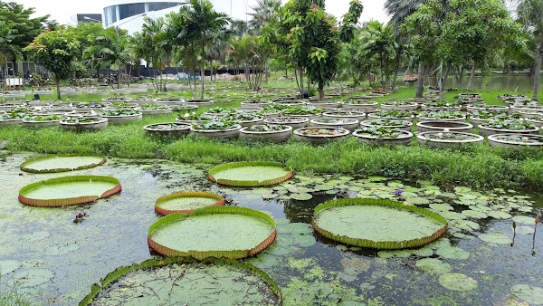 Lotus Museum