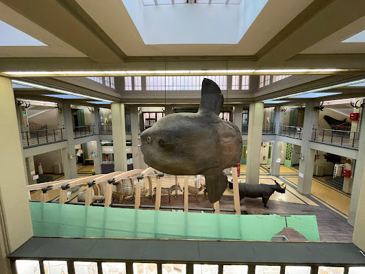 Museum of Zoology