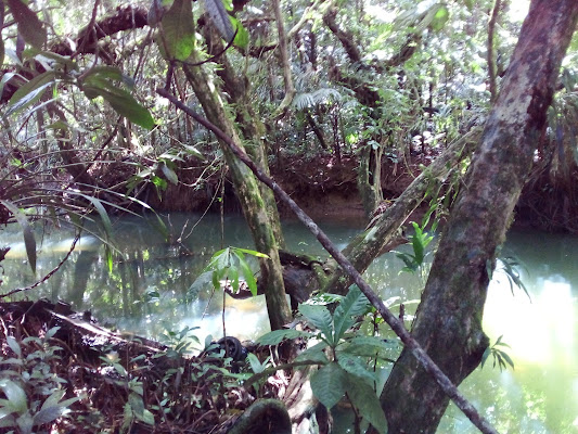 Ngermeskang Bird Sanctuary