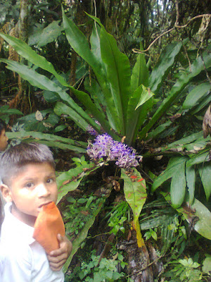 Parque EtnobotΓ‘nico Omaere