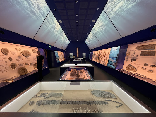 The Etches Collection Museum of Jurassic Marine Life