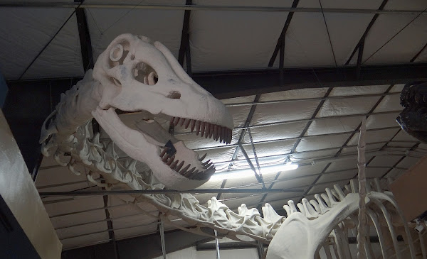 The Montana Dinosaur Center