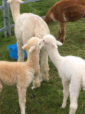 Wildwood Alpacas