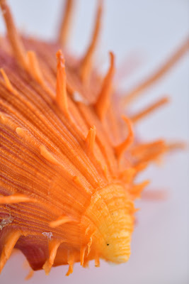 World Of Seashells