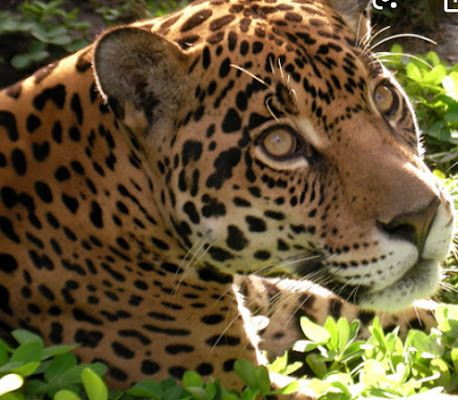 Zoorefugio Tarqui
